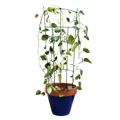 Soporte para Plantas Trepadora Flores