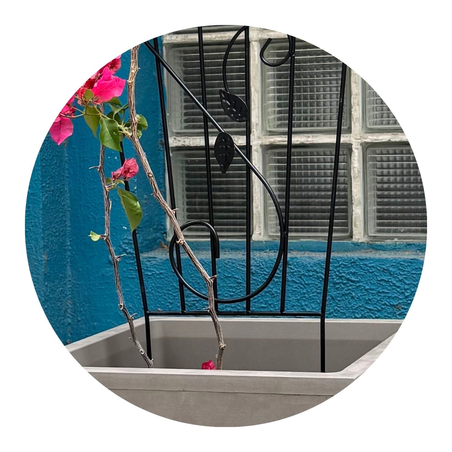 Soporte para Plantas Trepadora Mariposa