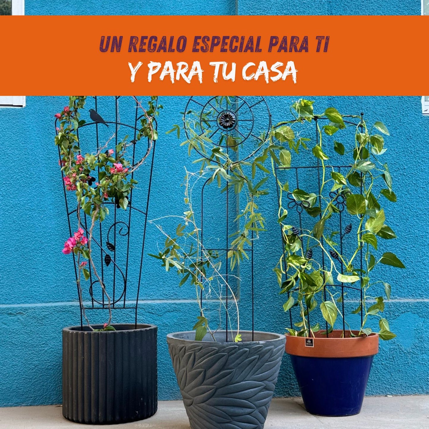 Soporte para Plantas Trepadora Sol