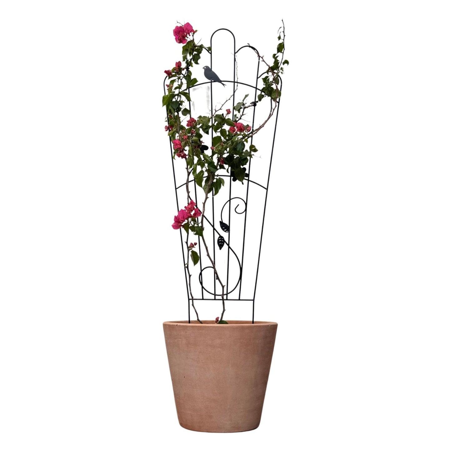 Soporte para Plantas Trepadora Mariposa