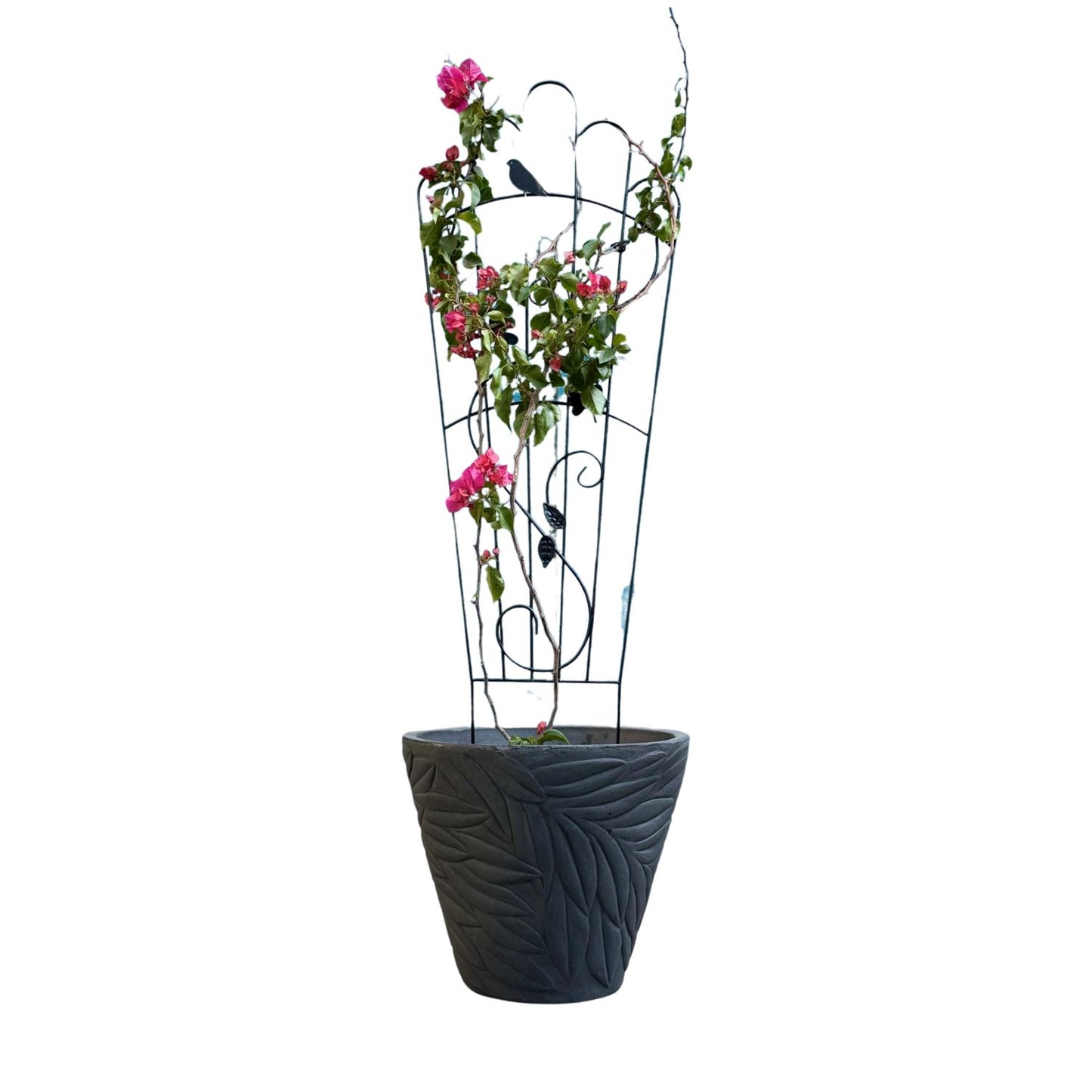 Soporte para Plantas Trepadora Mariposa