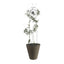 Soporte para Plantas Trepadora Sol