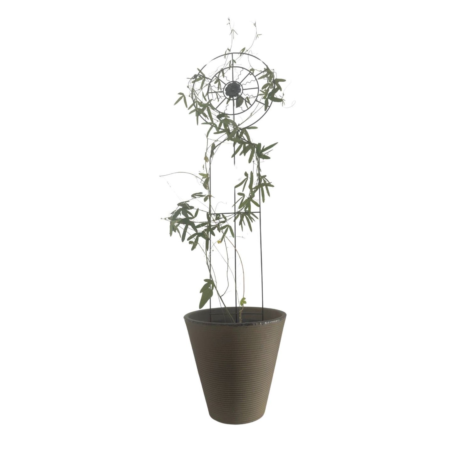 Soporte para Plantas Trepadora Sol