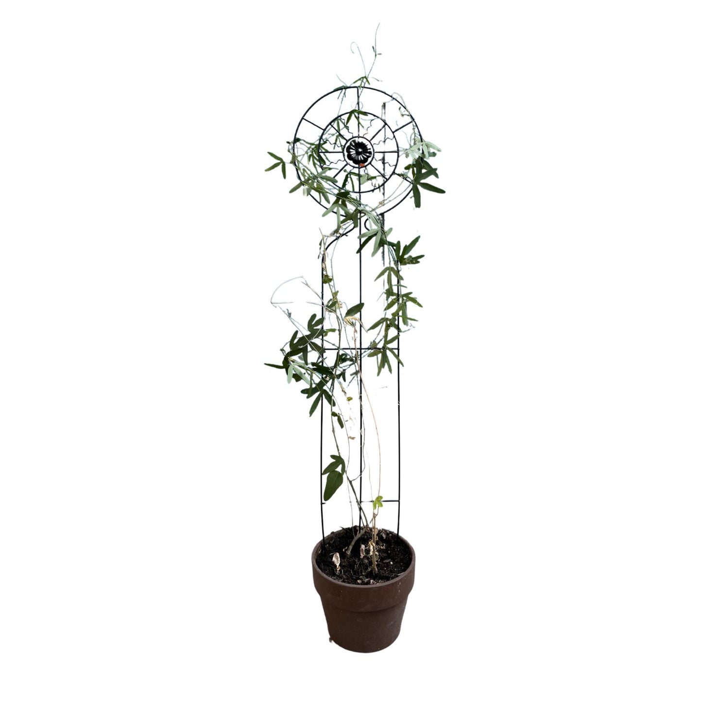 Soporte para Plantas Trepadora Sol