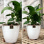 Spathiphyllum Macetero Zafiro 17cm Blanco