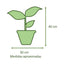 Spathiphyllum Macetero Zafiro 17cm Azul