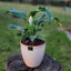 Spathiphyllum Macetero  Zafiro 17cm Beige Claro