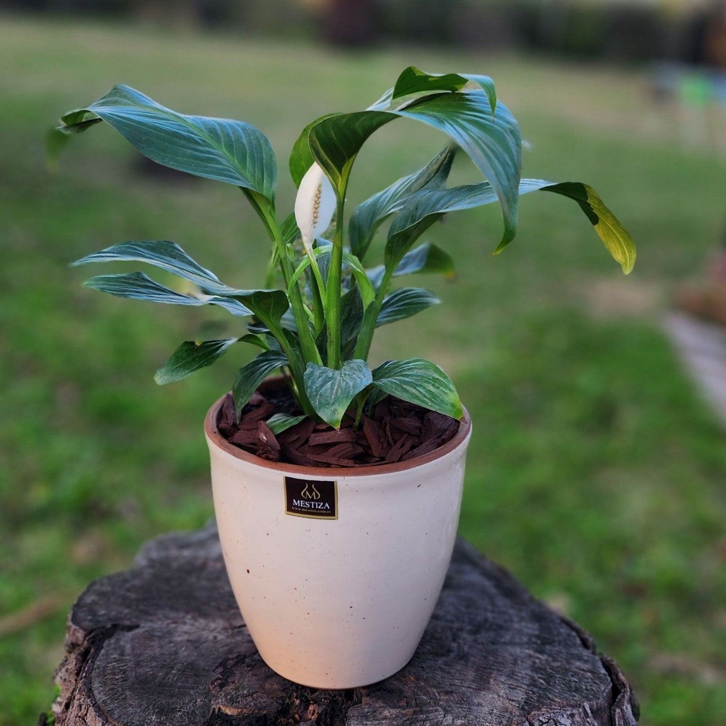 Spathiphyllum Macetero  Zafiro 17cm Beige Claro