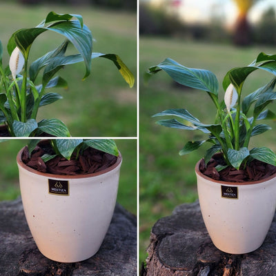 Spathiphyllum Macetero  Zafiro 17cm Beige Claro