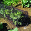 Túnel Protector para Cultivo 3mt