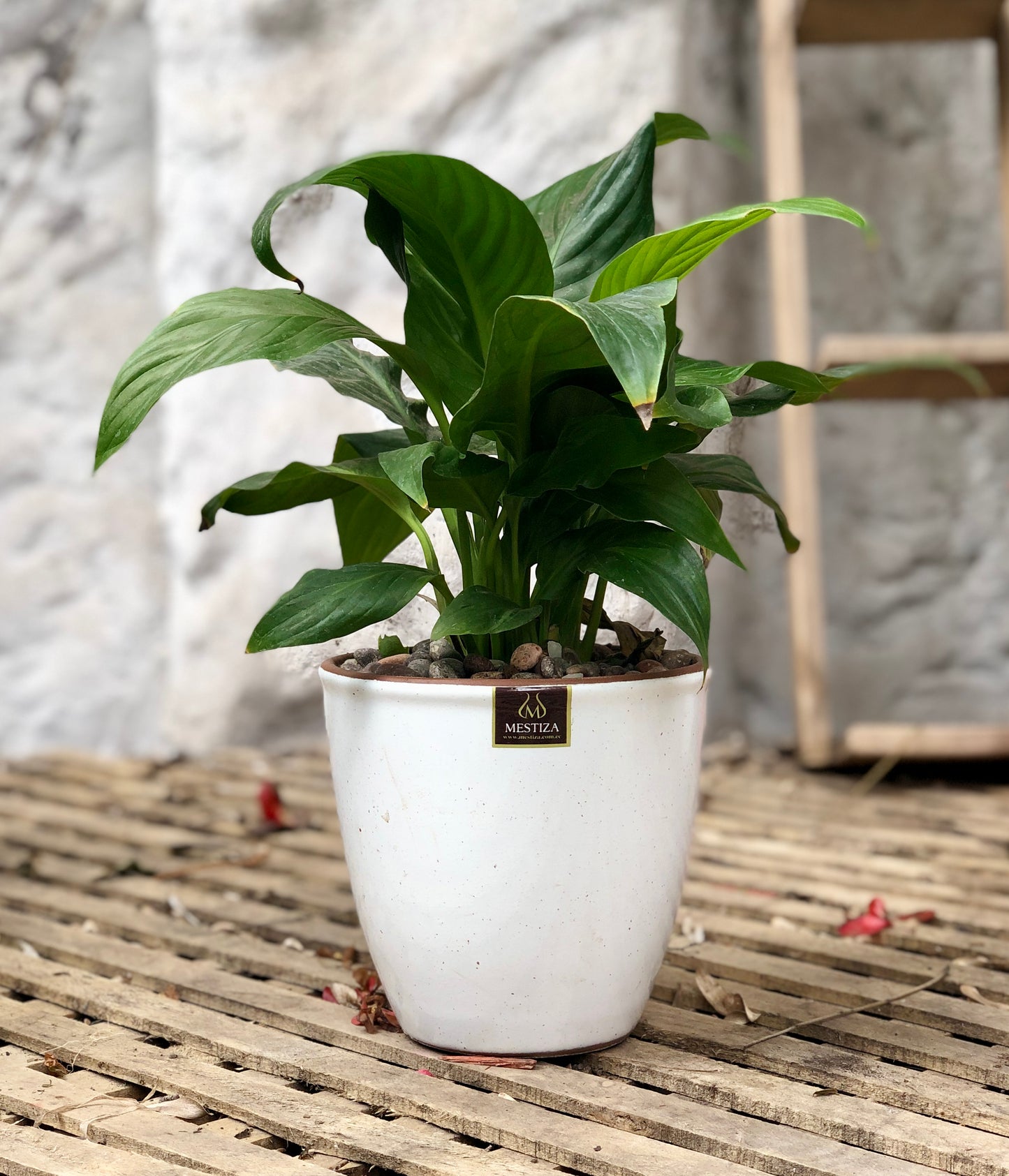 Maceta Zafiro Morena Blanco