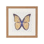 Set 3 Mariposas Lusitanas