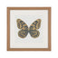 Set 3 Mariposas Lusitanas
